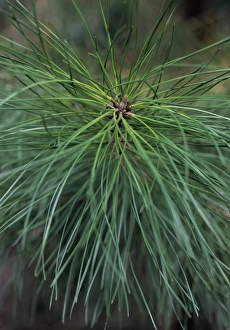 Evergreen Trees Drucke: Pine (Pinus sp. )