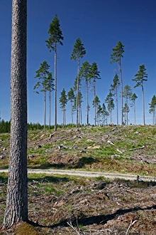 Sustainable Forestry Practices Drucke: Pine plantation