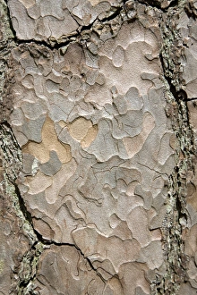 Pine Tree Bark Drucke: Pine tree bark