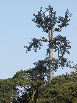 Kommunikationsmast der Tannenbaum