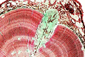 Eicheastamm, leichte Mikrografie