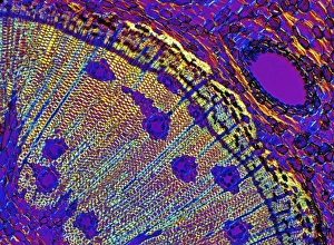 Eicheastamm, Lichtmikroskopbild