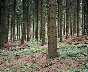 Forest Management Images Drucke: Pine trees (Pinus sp. )