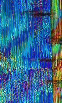 Polarised Light Microscopy Drucke: Pine wood structure, light micrograph