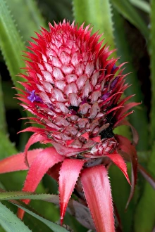 Pineapple Flower Drucke: Pineapple (Ananas comosus) in flower