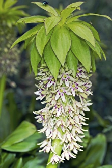 Unique Flower Arrangements Drucke: Pineapple Lily (Eucomis bicolor)