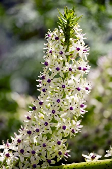 Succulent Flowers Drucke: Pineapple lily (Eucomis comosa)