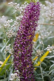 Tropical Plant Drucke: Pineapple Lily (Eucomis sp. )