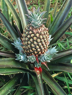 Bilder vom 7. Juni 2002: Ananaspflanze mit Frucht