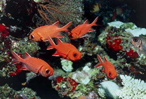 Bony Fish In The Ocean Drucke: Pinecone soldierfish