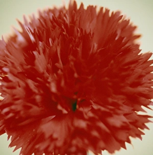 Carnation Flowers Drucke: Pink (Dianthus sp. )
