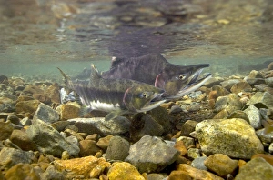 Pacific Fish Species Drucke: Pink salmon