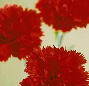 Botanical Garden Pictures Drucke: Pinks (Dianthus sp. )