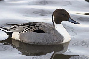 Pintail Duck Drucke: Pintail
