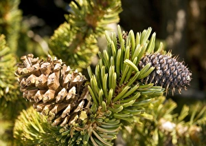 Bristlecone Pine Drucke: Pinus longaeva