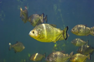 Drucke von Piranhas. Eine Scholle von Piranhas (Serrasalmus sp.). Der Piraña ist ein fleischfressender Fisch, der im Süden Amerikas in Flüssen lebt Bilder Datiert 2006 Mai: Piranhas