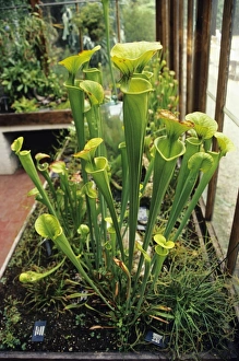 Carnivorous Plant Species Drucke: Pitcher plants