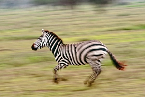 Zebras In The Wild Drucke: Plains zebra running
