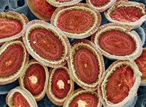 Drucke von Das Planktonzellenwandgestein. Farbiger Rasterelektronenmikroskopaufnahme (SEM) der geometrischen Platten aus dem mineralisierten Zellwandsystem einer planktischen Alge (Coronosphaera mediterranea) Bilder Datiert 2004 April: Zellwand des Planktons, SEM