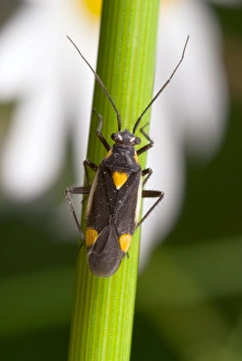 Insect Photography Poland Drucke: Plant bug