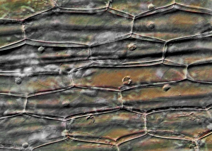 Plant Cell Structure Drucke: Plant cells, light micrograph