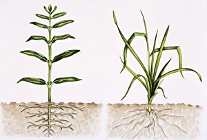 Flowering Plant Anatomy Drucke: Plant comparison