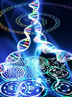 Deoxyribonucleic Acid (DNA) Drucke: Plant evolution
