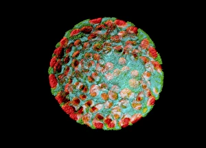 Confocal Microscopy Images Drucke: Plant protoplast, fluorescent micrograph