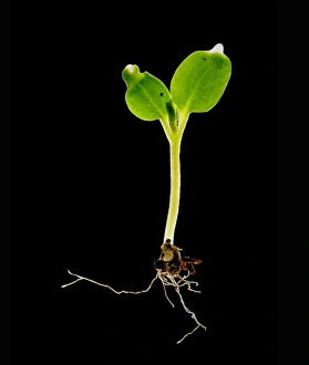 Seedling Development Stages Drucke: Plant seedling, light micrograph C014 / 4741