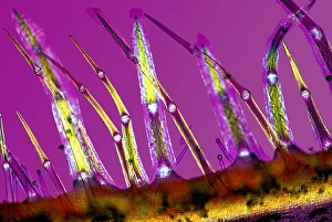 Polarised Light Microscopy Drucke: Plant stem trichomes, light micrograph