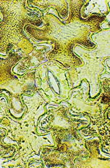 Stinging Nettle Leaf Drucke: Plant stoma, light micrograph
