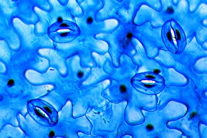 Guard Cells Function Drucke: Plant stomata, light micrograph