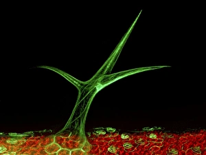 Pflanze Trichom tritt in fluoreszierender Mikroskopie auf