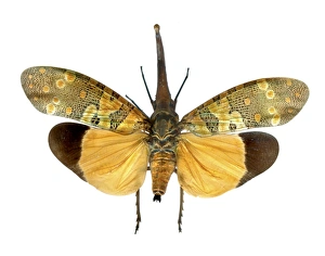 Southeast Asian Insects Drucke: Planthopper C016 / 2257