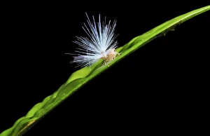 Drucke von Planthopfer (Fulgoromorpha) Nymphus ist eine Vorstadiumsform dieser Insektenart Bilder Datiert 2011 September: Blütenkäfer-Nymph