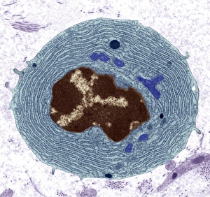 Coloured TEM Images Drucke: Plasma cell, TEM