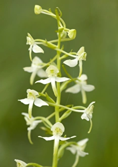 Lesser Butterfly Orchid Drucke: Platanthera bifolia