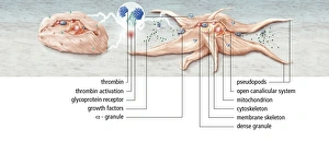 Blood Clotting Process Drucke: Platelet activation, artwork