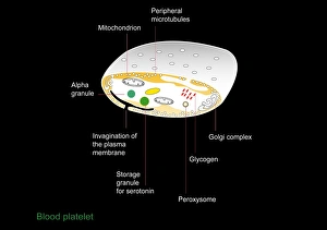 Blood Clotting Process Drucke: Platelet, artwork