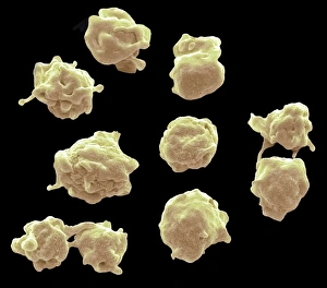 Blood Clotting Process Drucke: Platelets, SEM C016 / 3091