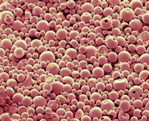 Bilder Datiert 19. Dezember 2012: PLGA-Mikrosphären unter dem Mikroskop (SEM)