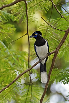 Jungle Bird Photography Drucke: Plush-crested jay in a tree