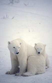 Mother Polar Bear Drucke: Polar bear and cub