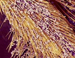 Drucke von Pollen auf einer Bienenbeinefarbe: Mikroskopische Elektronenrastertafel (SEM) von Pollensäften (leuchtend violett) an der Beinfläche einer Biene (Unterfamilie Apoidea) Bilder Datiert 2008 März: Staub auf einer Bienebeine im SEM