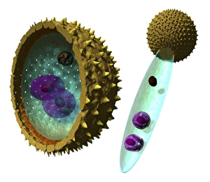 Pollen Grain Morphology Drucke: Pollen cell structures, artwork