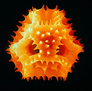 Drucke von Doldamm-Pollen. Farbige Rastertunnelmikroskopie (RTM) eines Pollenschalen von der Doldamme, Taraxacum officinale Bilder Datiert 2002 Oktober: Blütenstaub der Sonnenscheibe