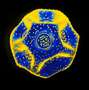 Pollen Grain Structure Drucke: Pollen grain of chickweed