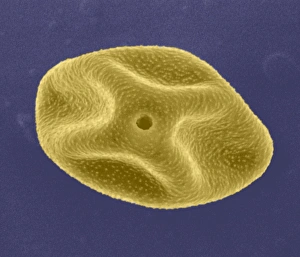 Pollen Grain SEM Drucke: Pollen grain, SEM