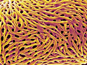 Drucke von Die Oberfläche eines Pollenkeimes. Farbige Rastersondenebenschlupfabbildung (SEM) der Oberfläche eines Pollenkeims Bilder Datiert 2005 Dezember: Pollenkornoberfläche, SEM