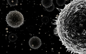 Pollen Grains Drucke: Pollen grains
